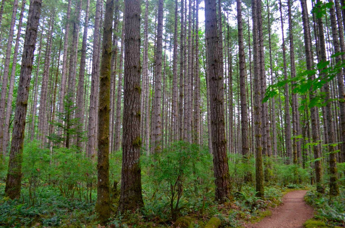 Vancouver Island Forest